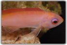 Saron Shrimp